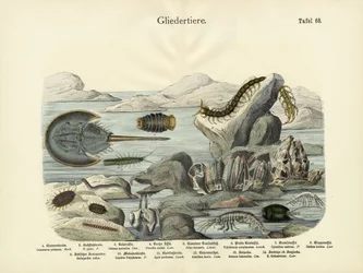 Arthropoden, um 1860